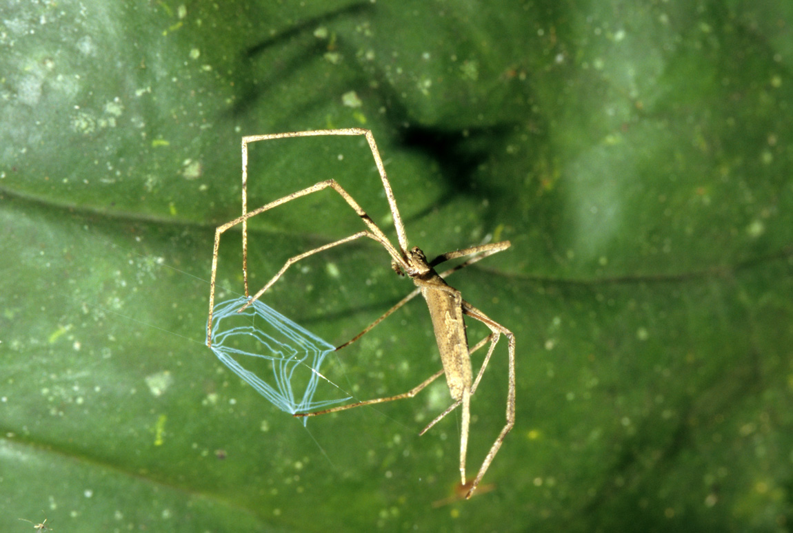 Deinopidae